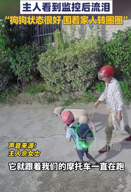 天天盈 狗狗走失200多天后自己跑回家 主人看监控泪崩